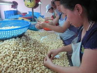 Việt Nam: Vị thế của cường quốc sản xuất điều