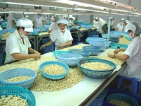 Lạc quan xuất khẩu hạt điều vào Mỹ trong 2016